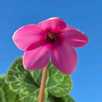 ガーデンシクラメン,金曜日の蕾たち,多年草球根植物,ベランダの画像