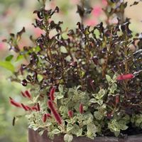 キャッツテール,寄せ植え,カラーリーフ,モーブグラデーション,お出かけ先の画像