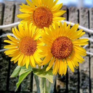 ひまわり,GSに感謝。,切り花を楽しむ,夏本番！,お花は癒しの画像
