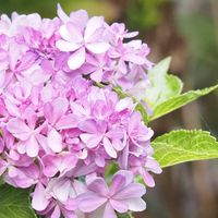 アジサイ,紫陽花 コンペイトウ,紫陽花　彩の里,アジサイ　彩の里の画像