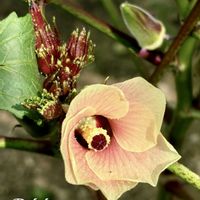 オクラ,オクラ,赤オクラ,花オクラ,農園の画像