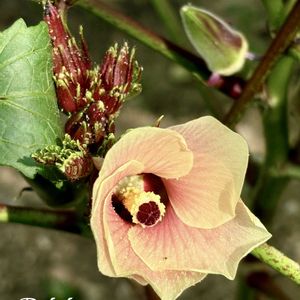 オクラ,オクラ,赤オクラ,花オクラ,農園の画像