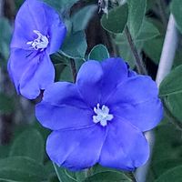 アメリカンブルー,うどん県人会,うどん県西支部,小さな庭の画像