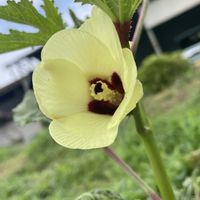 オクラ,ラッカセイ,春菊,スナップエンドウ,きゅうりの画像