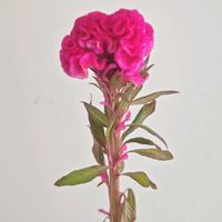 ケイトウ,ケイトウ プリンスローズ,一人一花,一人一花運動@福岡市,ハナノヒの画像