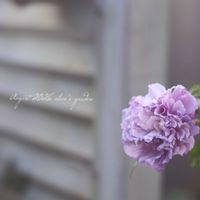 ムクゲ 紫玉,花のある暮らし,緑のある暮らし,信楽狸倶楽部,GSミニモニ。の画像