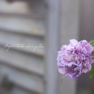ムクゲ 紫玉,花のある暮らし,緑のある暮らし,信楽狸倶楽部,GSミニモニ。の画像