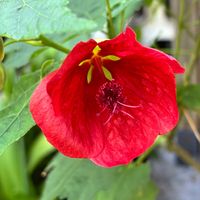 アブチロン,アブチロン,癒し,花のある暮らし,iPhone撮影の画像