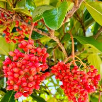 サンゴジュ,サンゴジュ,癒し,花のある暮らし,iPhone撮影の画像