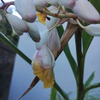 アルストロメリア,プルメリア,月桃,植中毒,GSに感謝。の画像