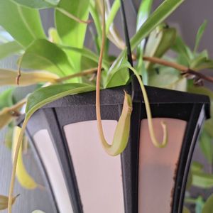 ネペンテス,観葉植物,リビング,食中植物,窓際の画像
