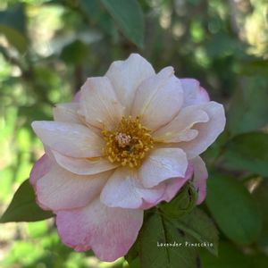 マイガーデン,花のある暮らし,バラのある暮らし,夏の庭にて,夏のバラの画像