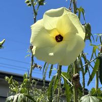 トロロアオイ,トロロアオイ,トロロアオイ,花オクラ,ミョウガの画像