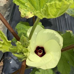 オクラ,オクラ,オクラ,今日の花,今日のお花の画像