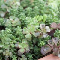 セダム,多肉植物,セダム属,グリーン,もりもりの画像