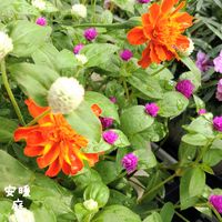 マリーゴールド,アズーロ・コンパクト,千日紅ちなつ,夏の花,種まきの画像