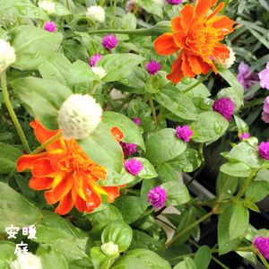 マリーゴールド,アズーロ・コンパクト,千日紅ちなつ,夏の花,種まきの画像