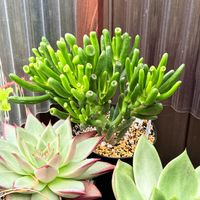 ゴーラム,多肉植物,クラッスラ属,ガーデニングの画像