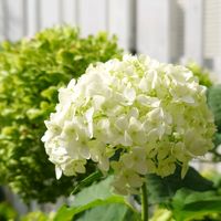アナベル,記録用,朝の庭,遅咲き,半日陰の庭の画像