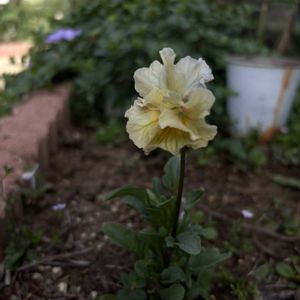 マイガーデン,花のある暮らし,夏の庭にて,広い庭の画像