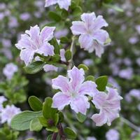 ハクチョウゲ,ハクチョウゲ,紅丁花(コウチョウゲ),紅丁花,平和を願う☆の画像