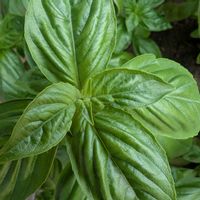 バジル,花壇,玄関アプローチの画像