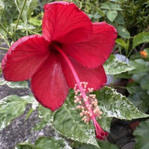 ハイビスカス,ハイビスカス,斑入りの葉のハイビスカス,斑入りの葉のハイビスカス,斑入り葉ハイビスカス　赤花の画像