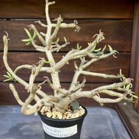 チレコドン ブッコルジアヌス,チレコドン ブッコルジアヌス,Tylecodon buchholzianus,Tylecodon buchholzianus,多肉植物の画像
