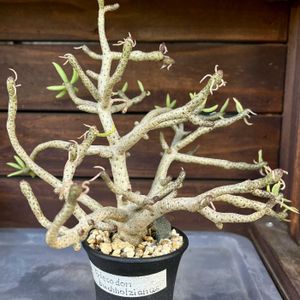 チレコドン ブッコルジアヌス,チレコドン ブッコルジアヌス,Tylecodon buchholzianus,Tylecodon buchholzianus,多肉植物の画像