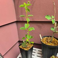 チレコドン・ペアルソニー,モンソニア　エマルギナータ,塊根植物,実生,種子から育てるの画像