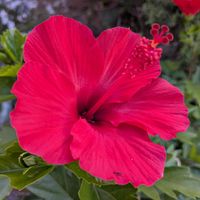 ハイビスカス,ハイビスカス,植え替えの画像