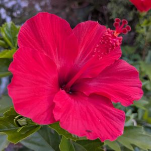 ハイビスカス,ハイビスカス,植え替えの画像
