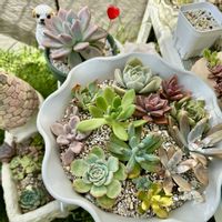 オパリナ,多肉植物 寄せ植え,多肉植物,多肉棚,多肉植物の夏越しの画像