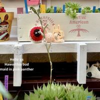 ハオルチア属,植物のある暮らし,金曜日の蕾たち,ブロック祭り,ﾋﾟﾝｸﾊﾟﾝｻｰさんのハオルチアの画像