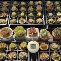 多肉植物,葉挿し,エケベリア属の画像