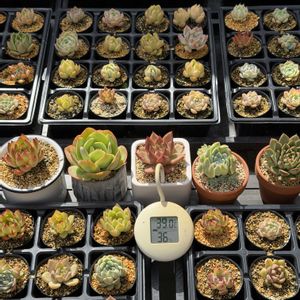 多肉植物,葉挿し,エケベリア属の画像