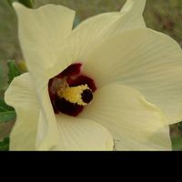 オクラ,オクラ,花言葉,今日のお花,全てに祈りを♪の画像