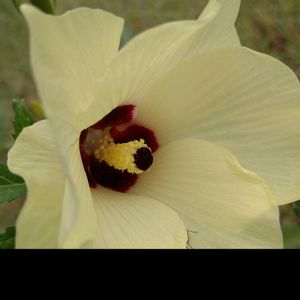 オクラ,オクラ,花言葉,今日のお花,全てに祈りを♪の画像