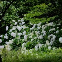 ネジバナ,ハギ,ビロードモウズイカ,ペルシカリア,紫陽花 アジサイ あじさいの画像
