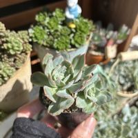 多肉,エケベリア,月影の宵×シャビアナペレグリナ,多肉植物,ベランダガーデンの画像