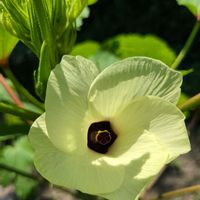 オクラ,フェンネル,ウドの花,ウド,ヤマウドの画像