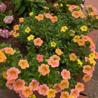 カリブラコア,カリブラコアオンブレイエロー,4/24 植え付け,ガーデニング,花のある暮らしの画像