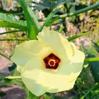 オクラ,オクラ,花オクラ,花オクラ,今日のお花の画像