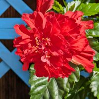 ハイビスカス,ハイビスカスフラミンゴレッド,鉢植え,真っ赤❤,みとよ園芸の画像