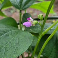 ササゲ,インゲン,サツマイモ,家庭菜園の画像