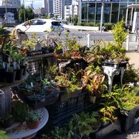 多肉植物,ウラボシ科,ビカクシダ属,食中植物,塊根の画像