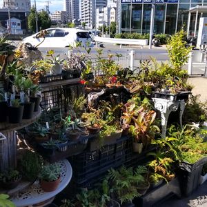 多肉植物,ウラボシ科,ビカクシダ属,食中植物,塊根の画像