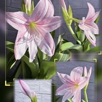 ノボタン,ペンタス,シロスジアマリリス,曜白朝顔,西洋朝顔 フライングソーサーの画像