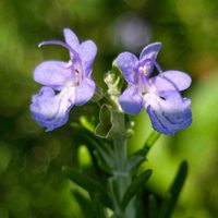 ローズマリー,散歩,季節の花,季節の風物詩,四季の彩りの画像