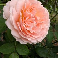 お花,ばら バラ 薔薇,お出かけ先の画像